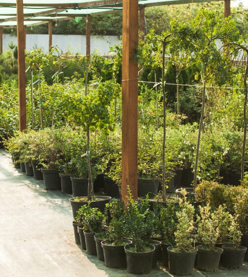 Garden Market